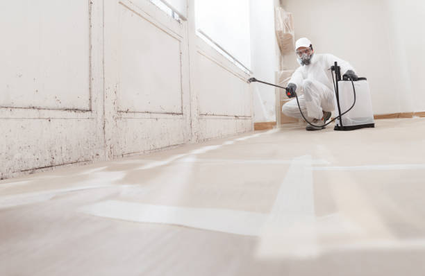 24/7 Emergency Basement Mold Remediation experts in Jordan, MN