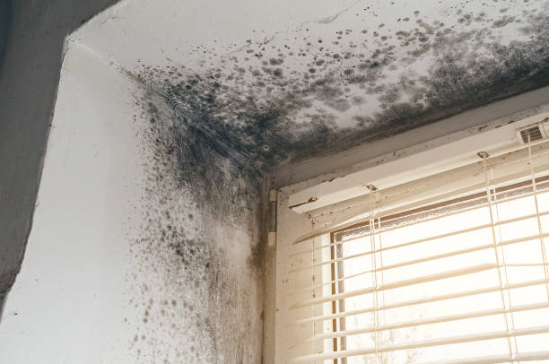 Affordable Basement Mold Remediation solutions in Jordan, MN